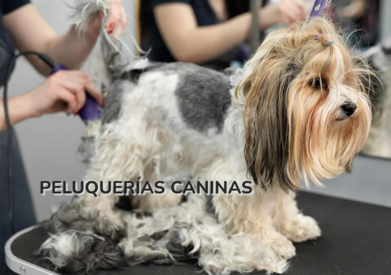Canun: peluquerías caninas.